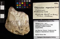 Foto (Objket + Etiketten) von Longodromites angustus (Reuss, 1858) 